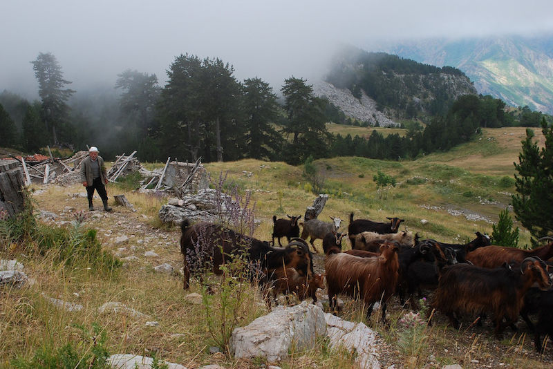 Von Albanien bis Ungarn: Alle Hallenser sind aufgrufen, mit ihren  aus den südosteuropäischen Staaten am Wettbewerb teilzunehmen.