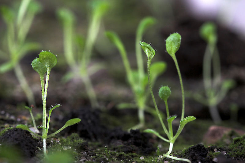 Die Ackerschmalwand (Arabidopsis thaliana) wird in der Forschung häufig als Modellpflanze genutzt.