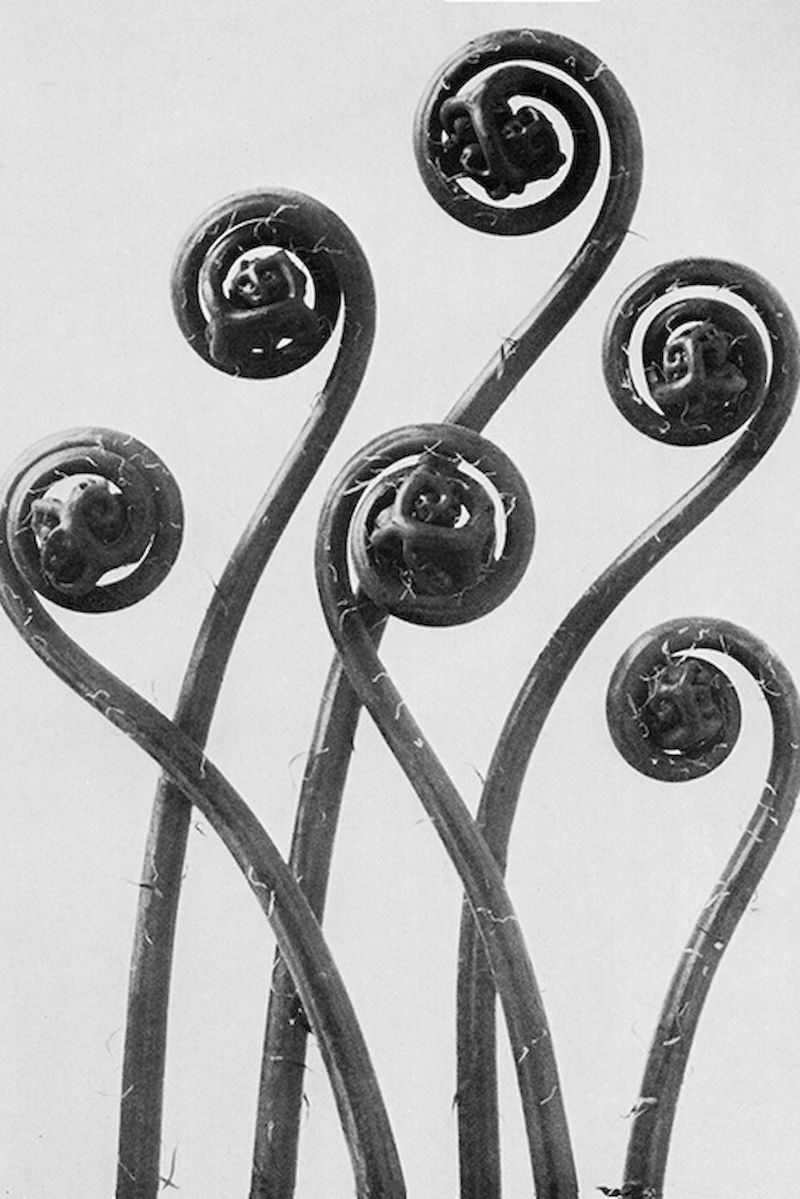 Detail einer Aufnahme von Karl Blossfeldt aus dem Jahr 1928