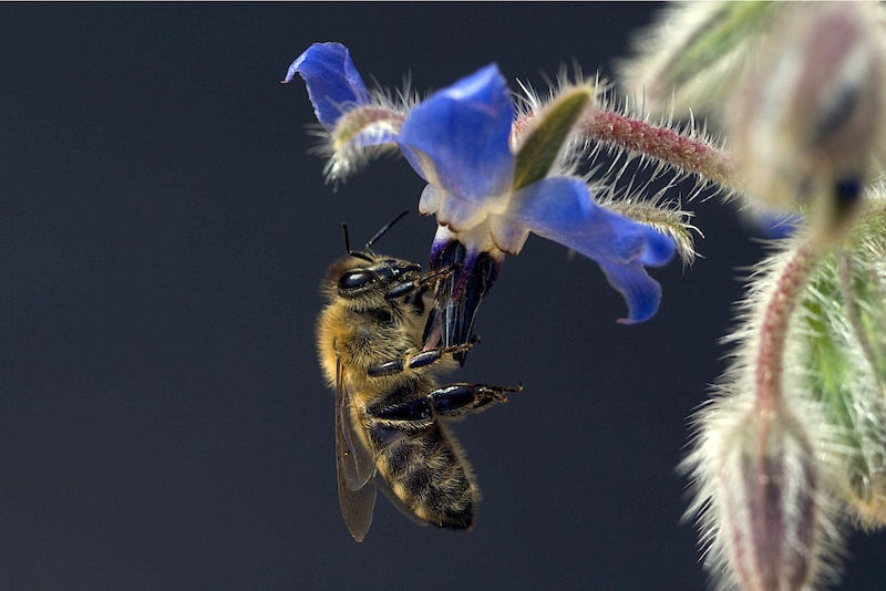 Honeybees are important pollinators.