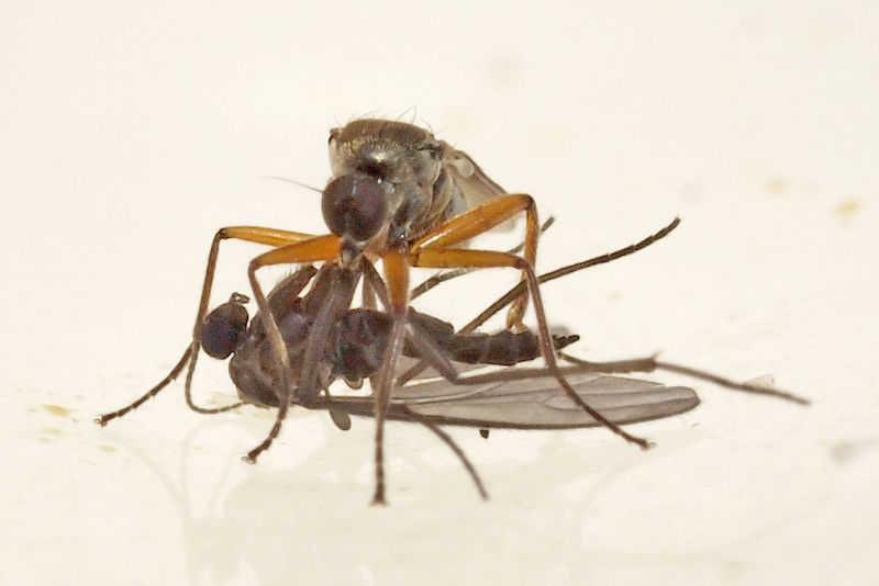 A running robberfly and a fungus gnat in the Seychelles