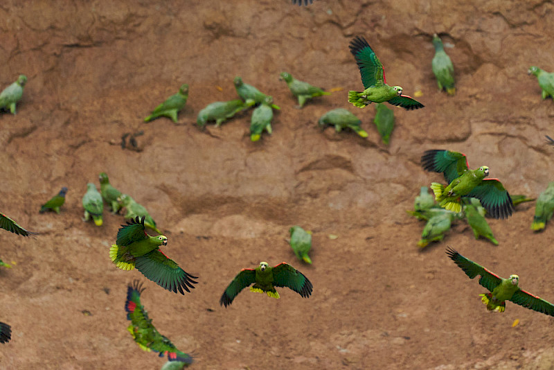 Verschiedene Papageienarten an einer Felswand