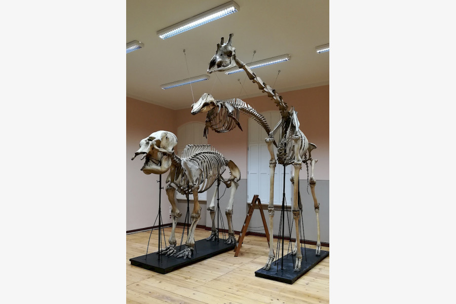 Im neuen Skelett-Magazin sind bereits Elefant, Pilotwahl und Giraffe zu sehen.