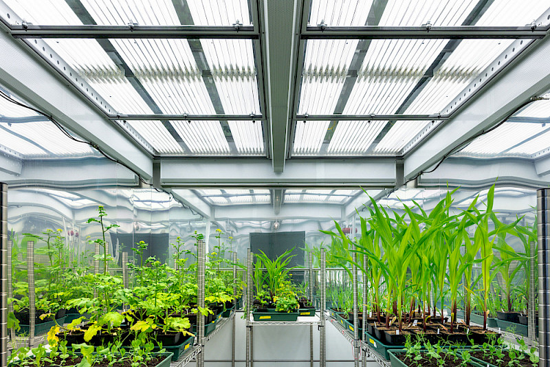 In Phytokammern wachsen Pflanzen unter standardisierten Bedingungen.