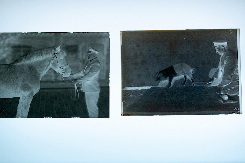 Im Vergleich: eine neu entstandene Aufnahme von Hengst Nussbaum (links) und eine historische Aufnahme eines Schweins