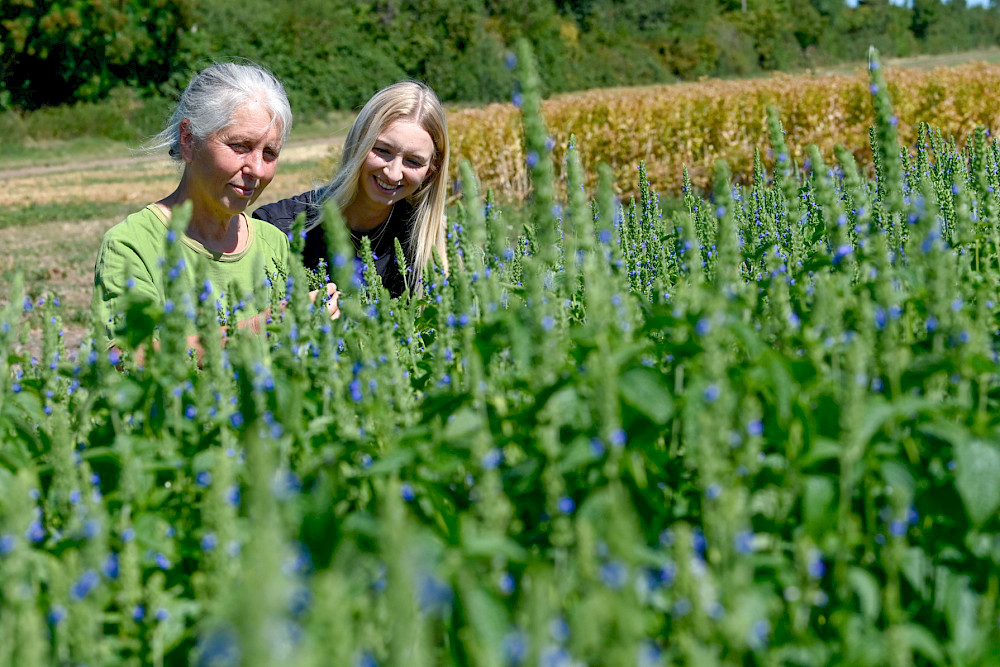 Urte Grauwinkel (links) und Melissa Arias auf einem Feld der Versuchsstation in Merbitz