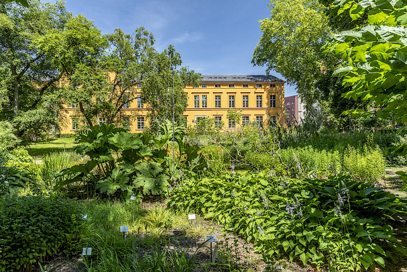 Sommerlicher Blick aus dem Botanischen  Garten auf das denkmalgerecht restaurierte  Institutsgebäude der Geobotanik