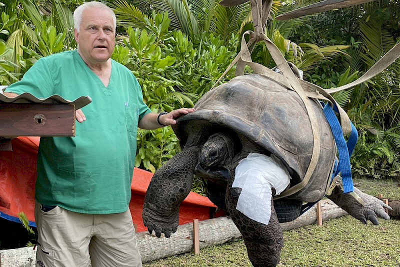 Jens Thielebein nach der Wundkontrolle bei der Aldabra-Riesenschildkröte „George“ am ersten Tag nach der Operation